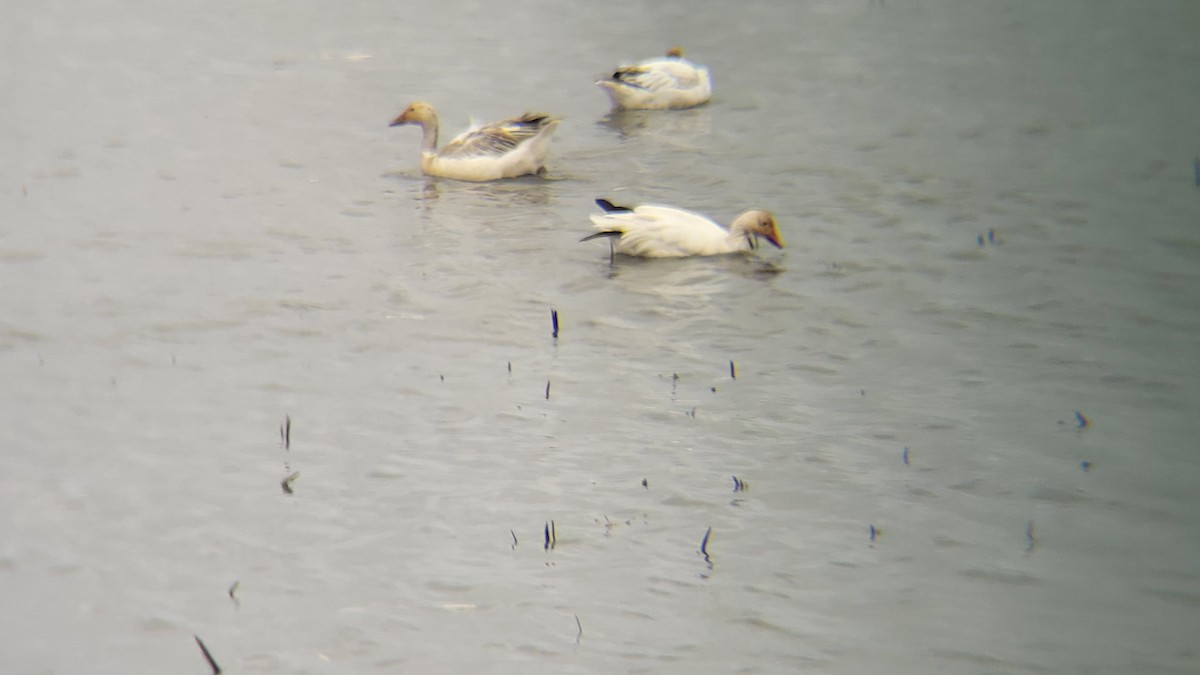 Snow Goose - ML646675985