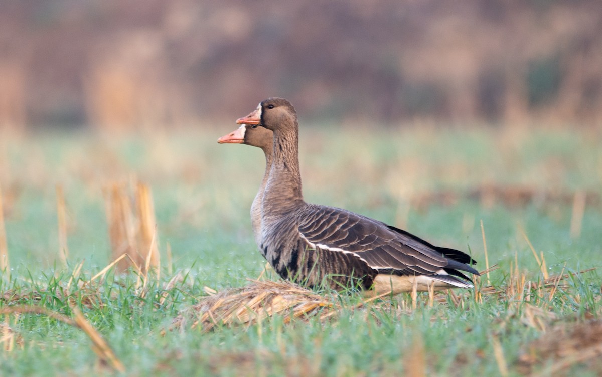 Greater White-fronted Goose - ML646675986