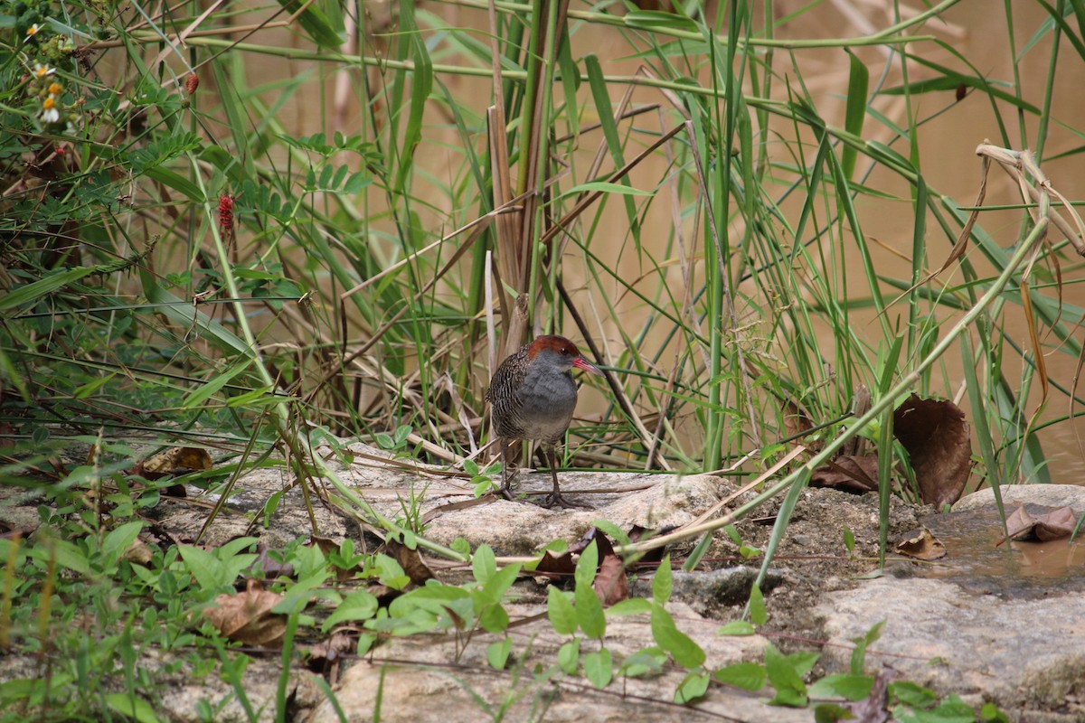 Slaty-breasted Rail - ML646675987