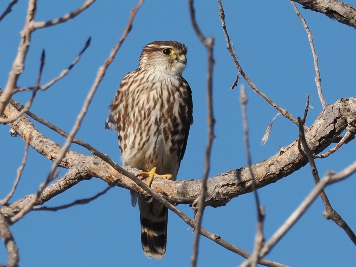 Merlin - ML646675988