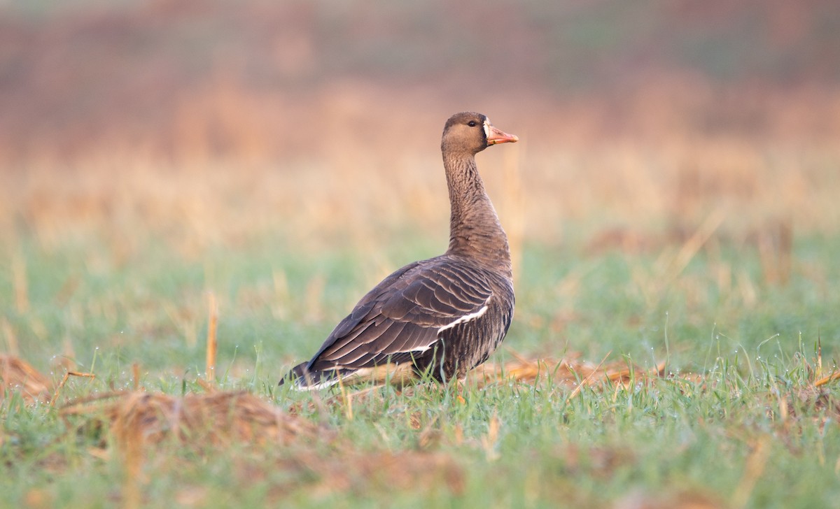 Greater White-fronted Goose - ML646675989