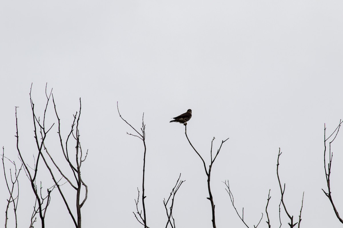 Merlin - ML646675994