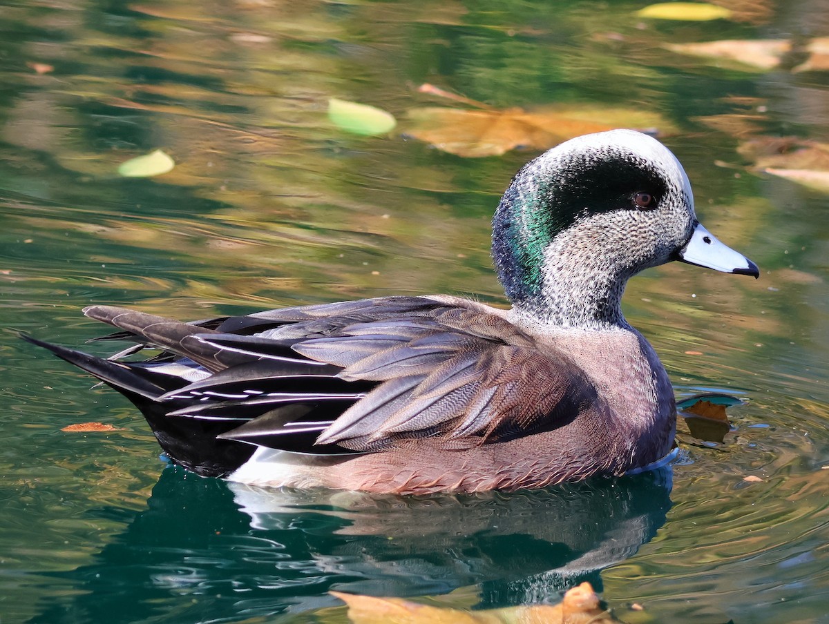American Wigeon - ML646675996