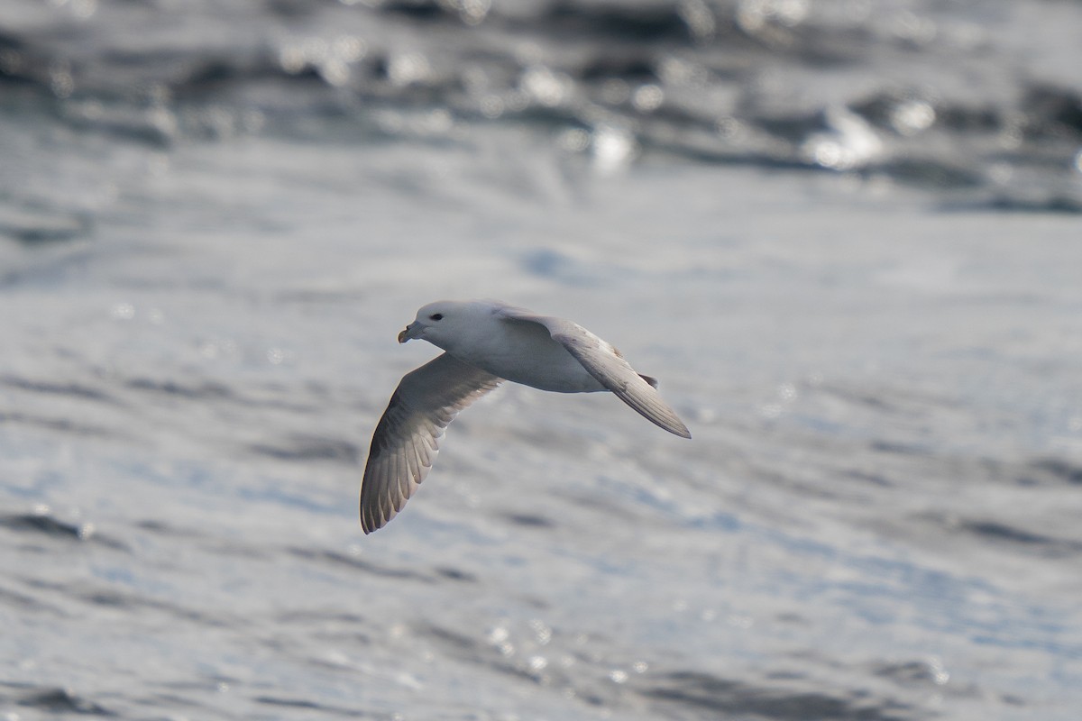 Northern Fulmar - ML646675997