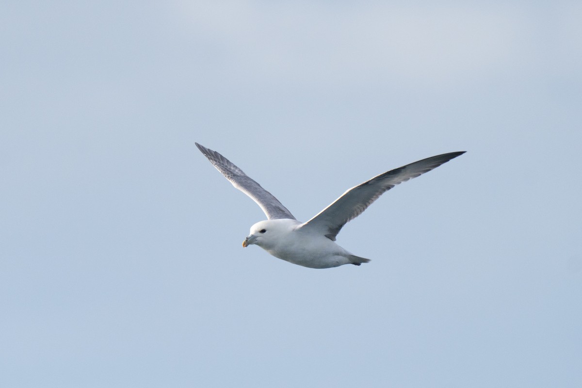 Northern Fulmar - ML646675998