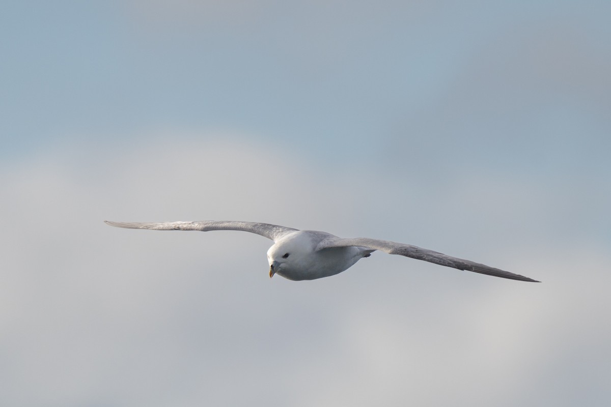 Northern Fulmar - ML646675999