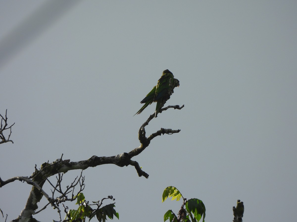 White-necked Jacobin - ML646676000