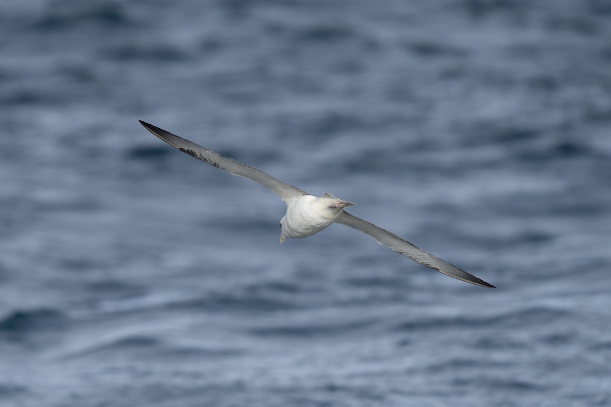 Northern Fulmar - ML646676001