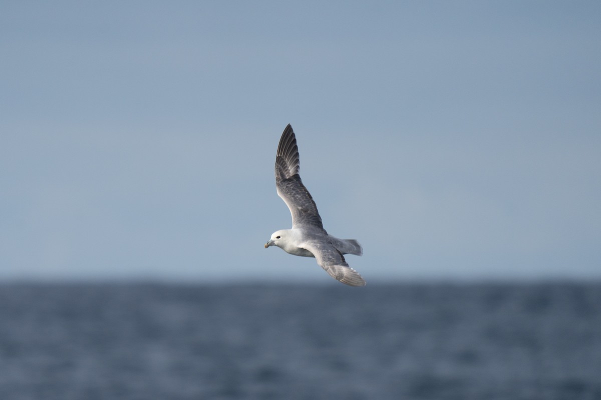 Northern Fulmar - ML646676002
