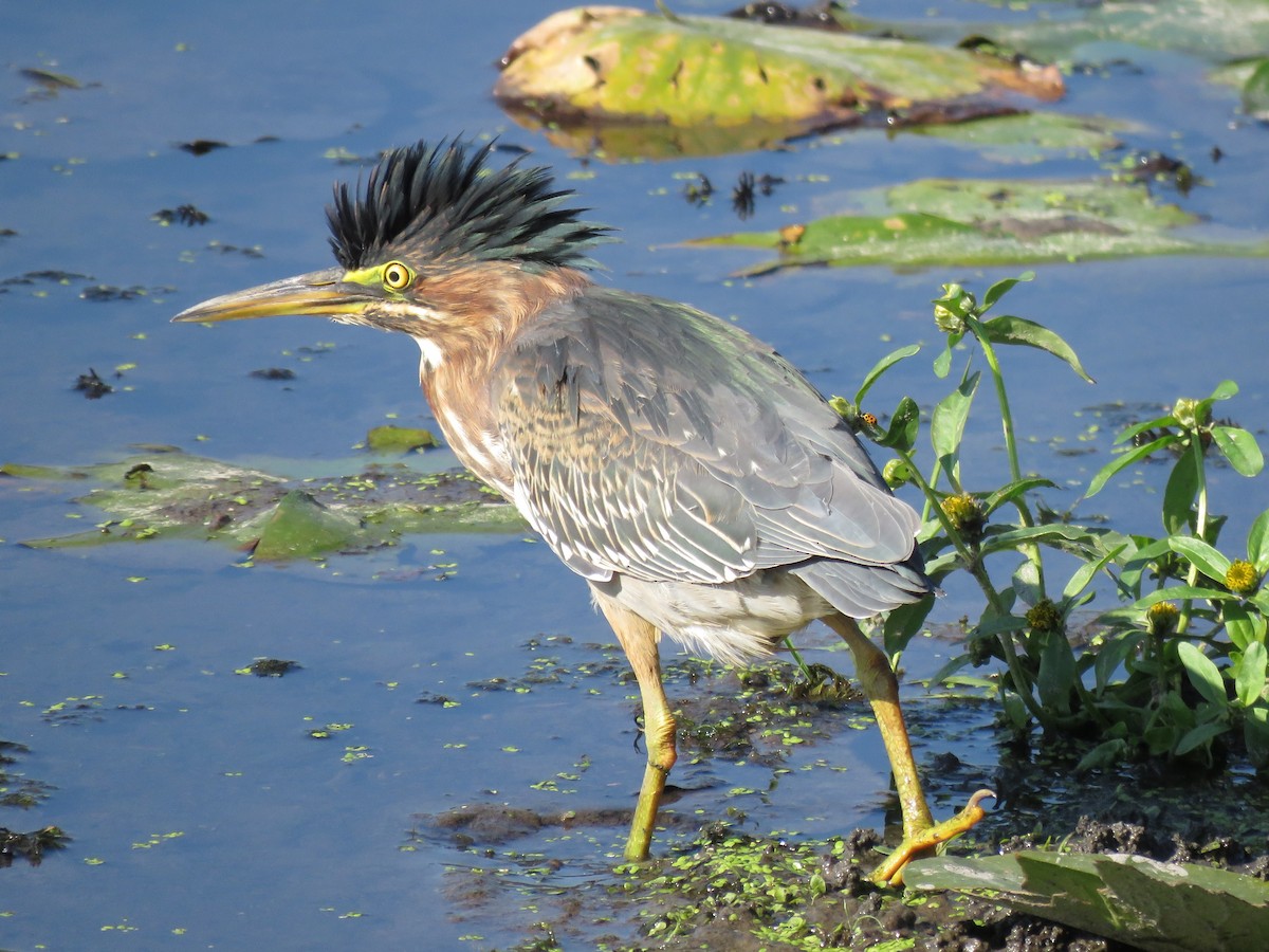 Green Heron - ML646676004