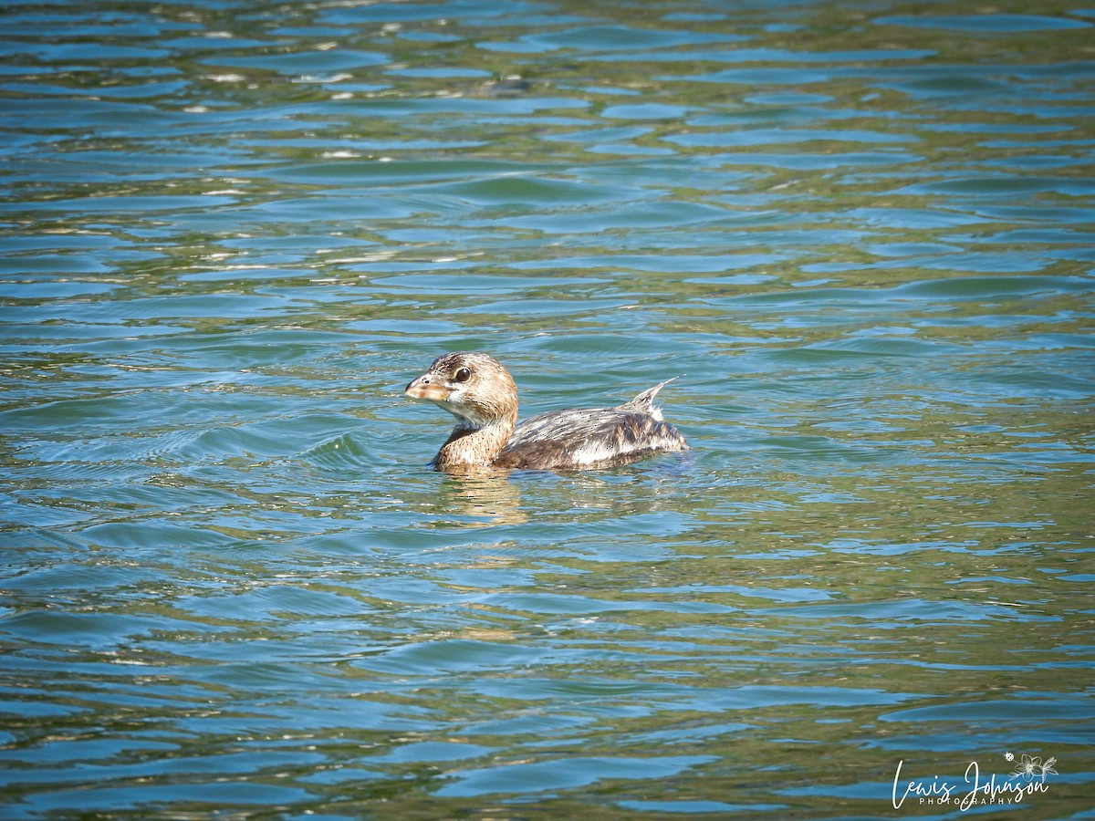 Pied-billed Grebe - ML646676005