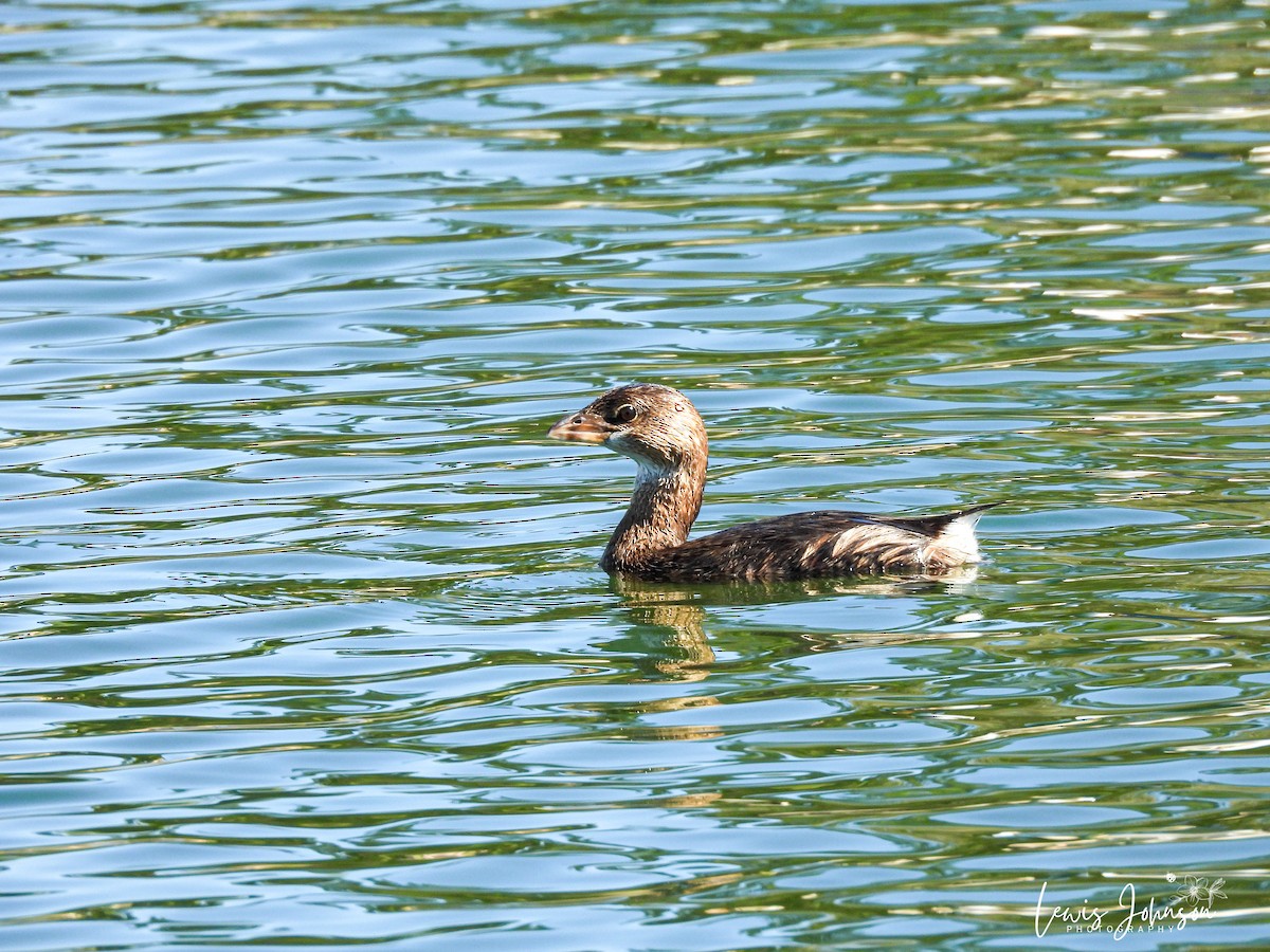 Pied-billed Grebe - ML646676007
