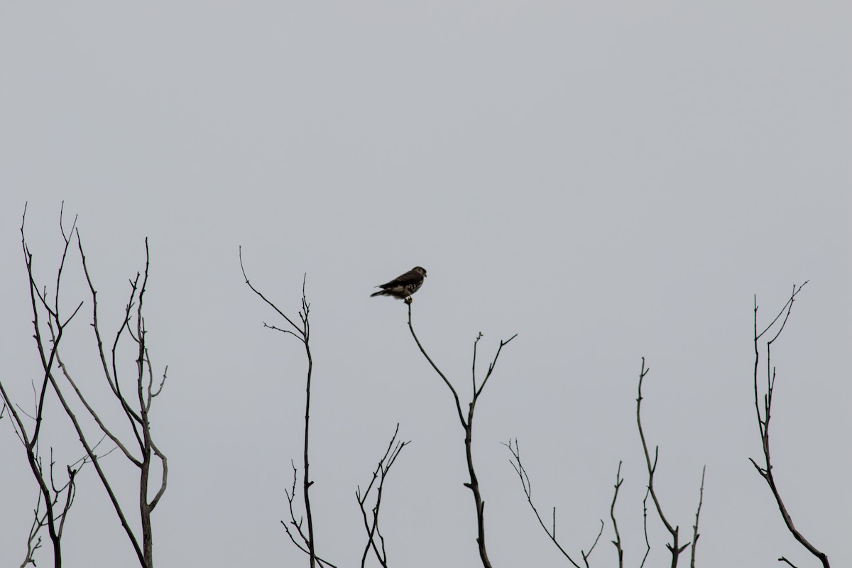 Merlin - ML646676008