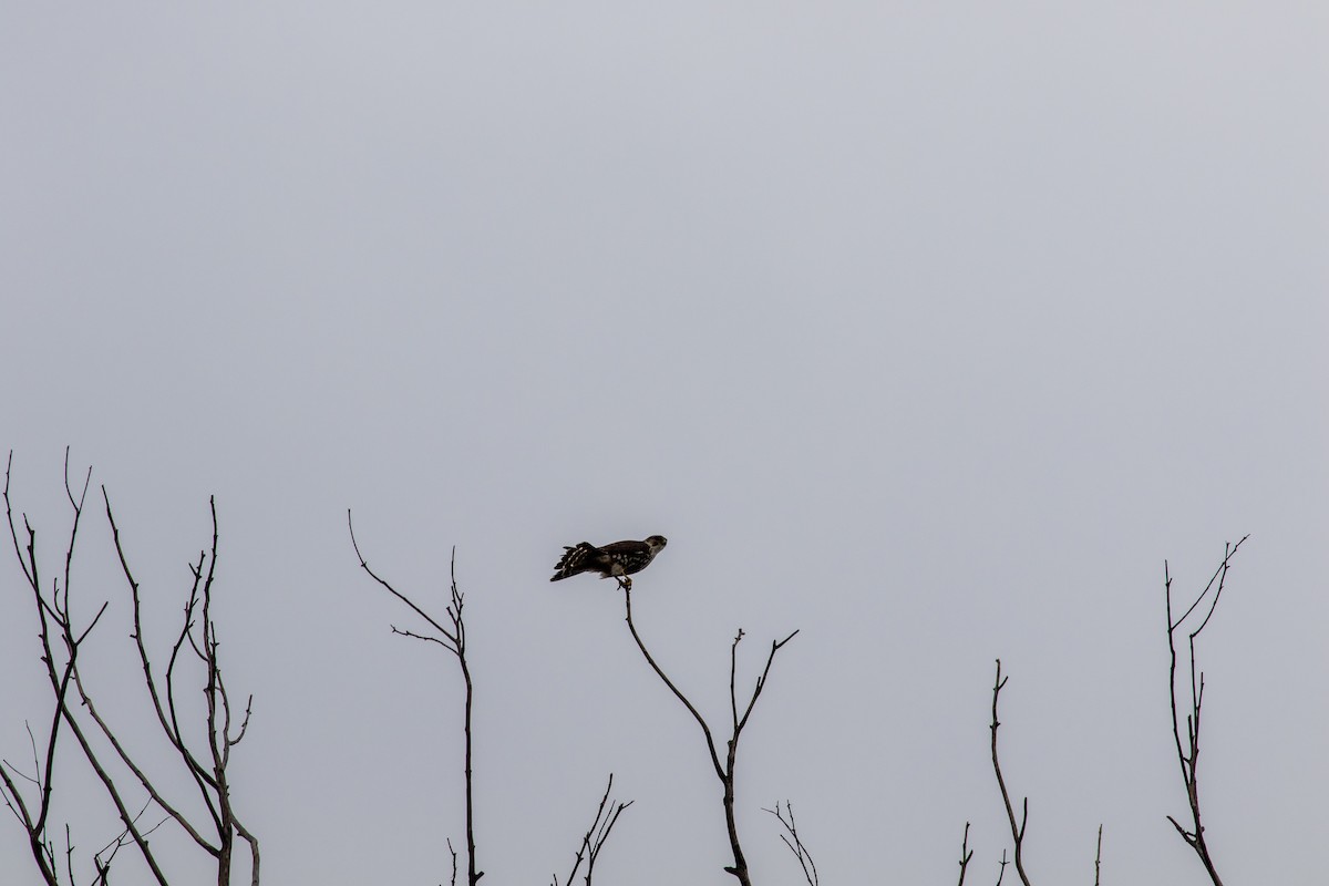 Merlin - ML646676010