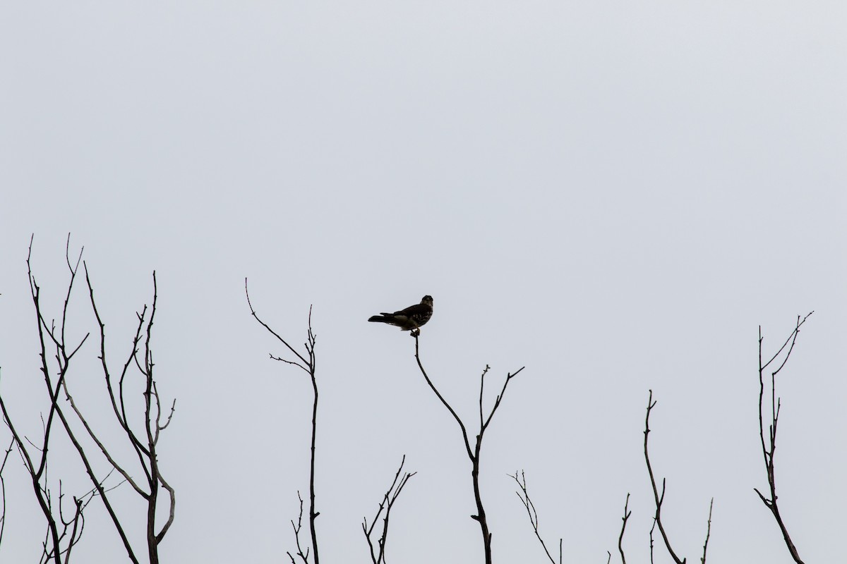 Merlin - ML646676011