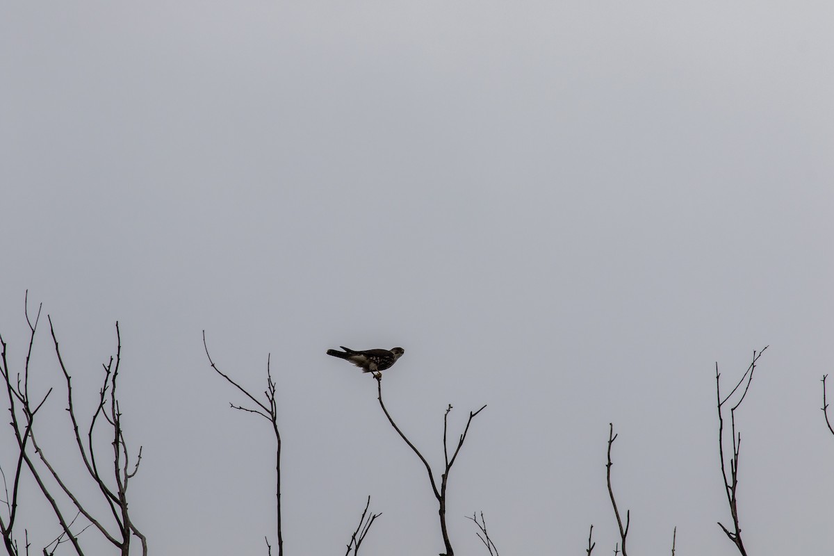 Merlin - ML646676012