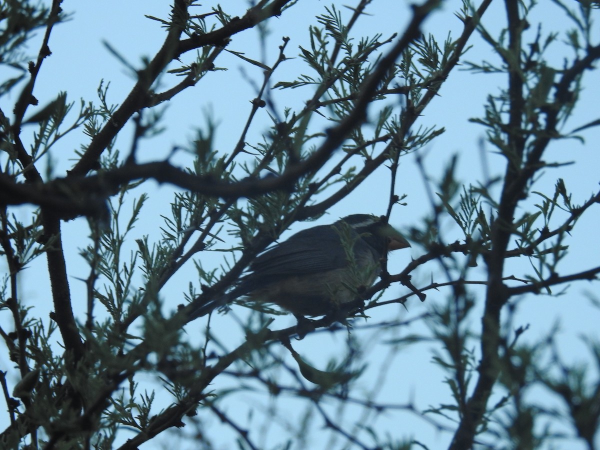 Golden-billed Saltator - ML646676022