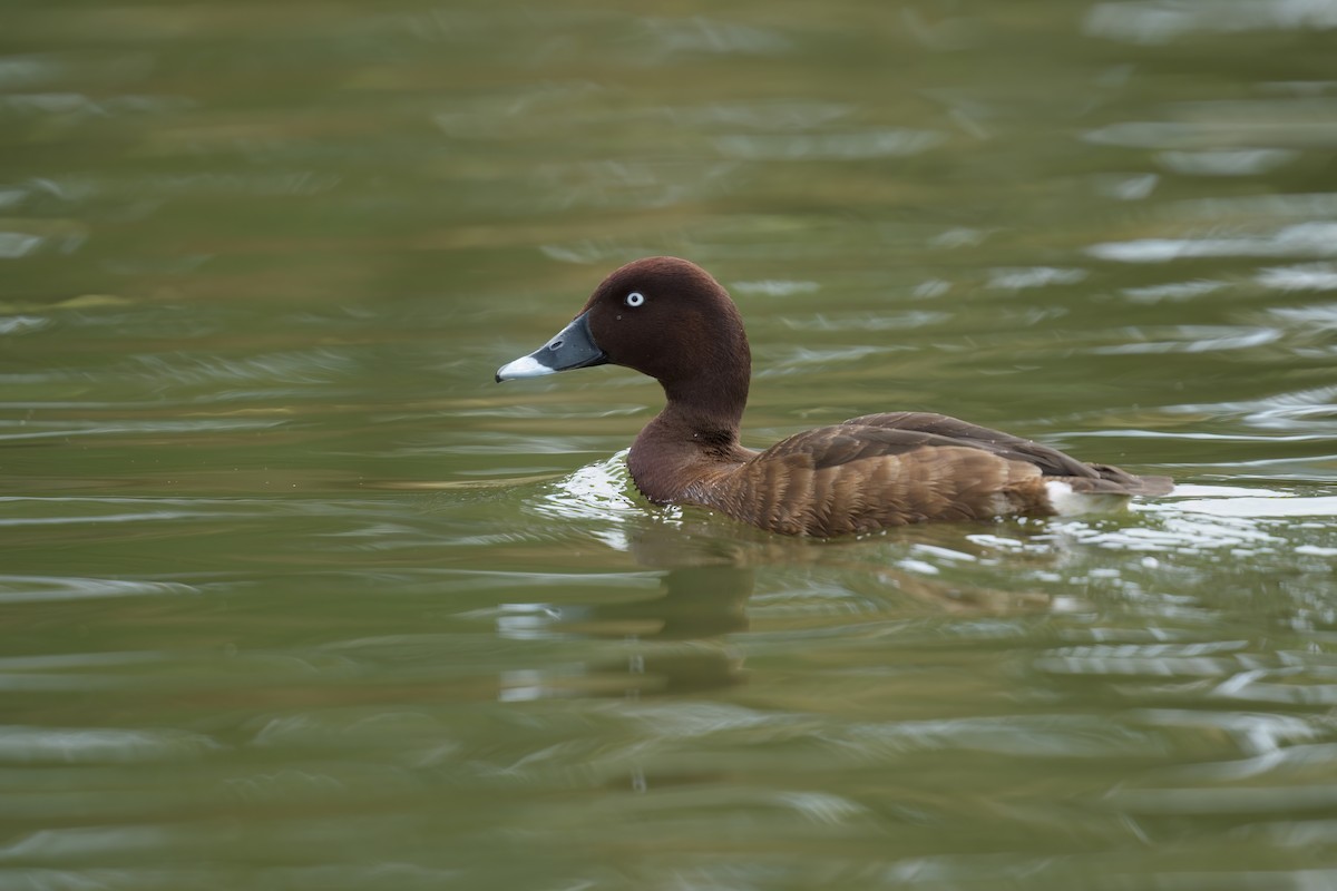 Hardhead - ML646676024