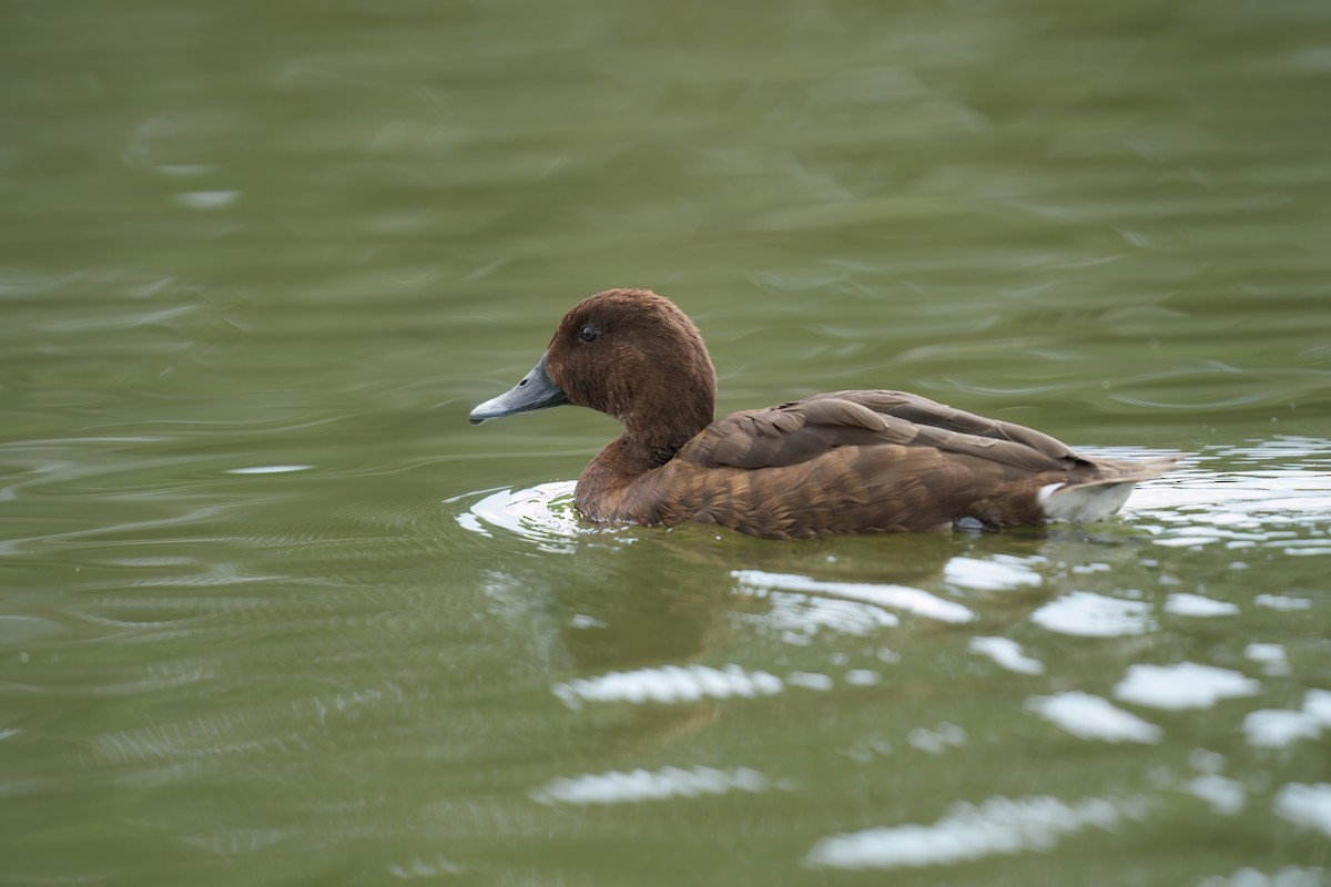 Hardhead - ML646676025