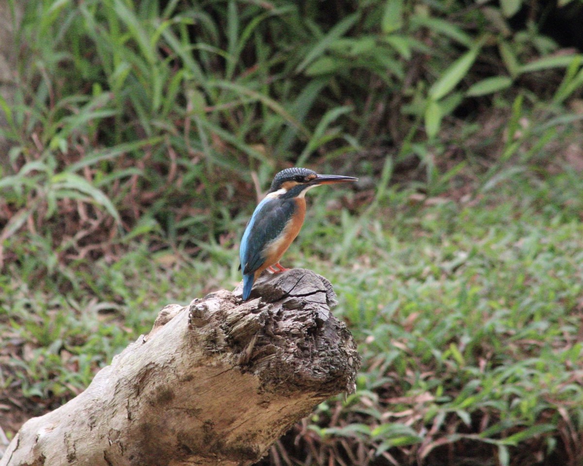 Common Kingfisher - ML646676028