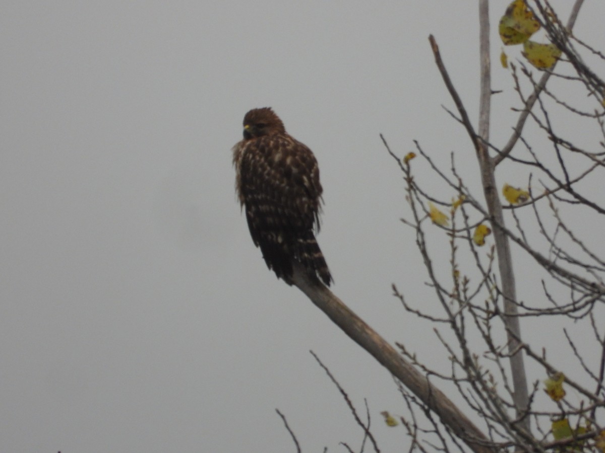 カタアカノスリ - ML646676031