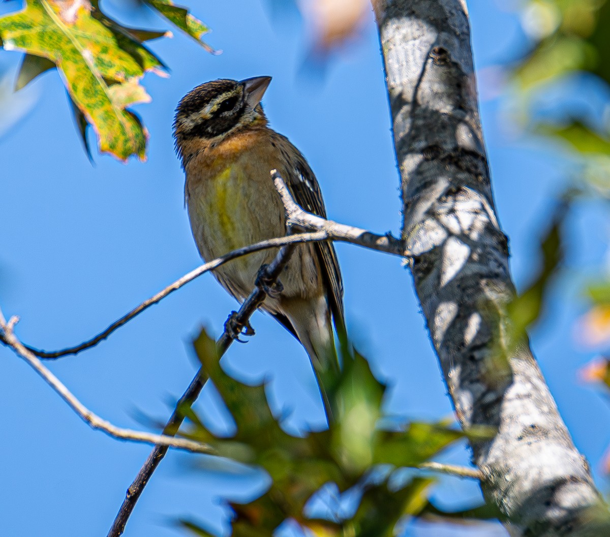Черноголовый толстонос - ML646676032