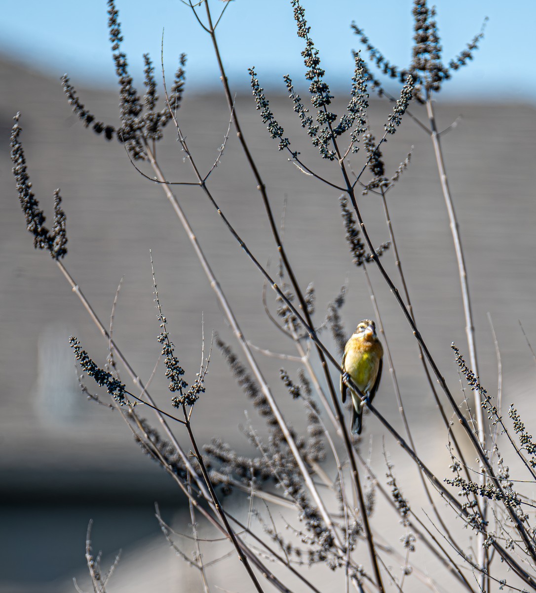 Черноголовый толстонос - ML646676034