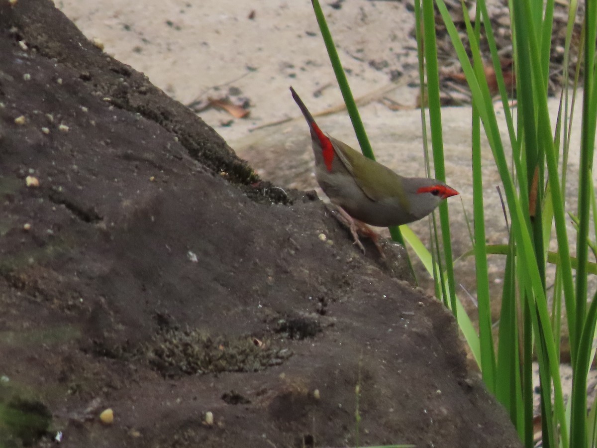 Red-browed Firetail - ML646676035