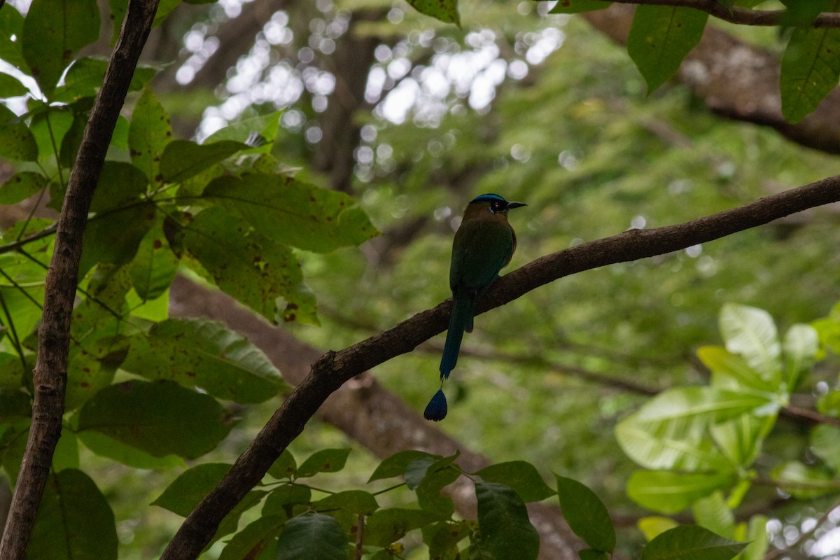 Lesson's Motmot - ML646676036