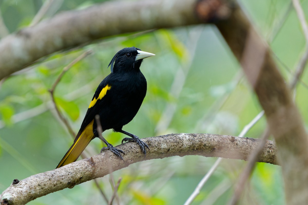 Yellow-winged Cacique - ML646676038