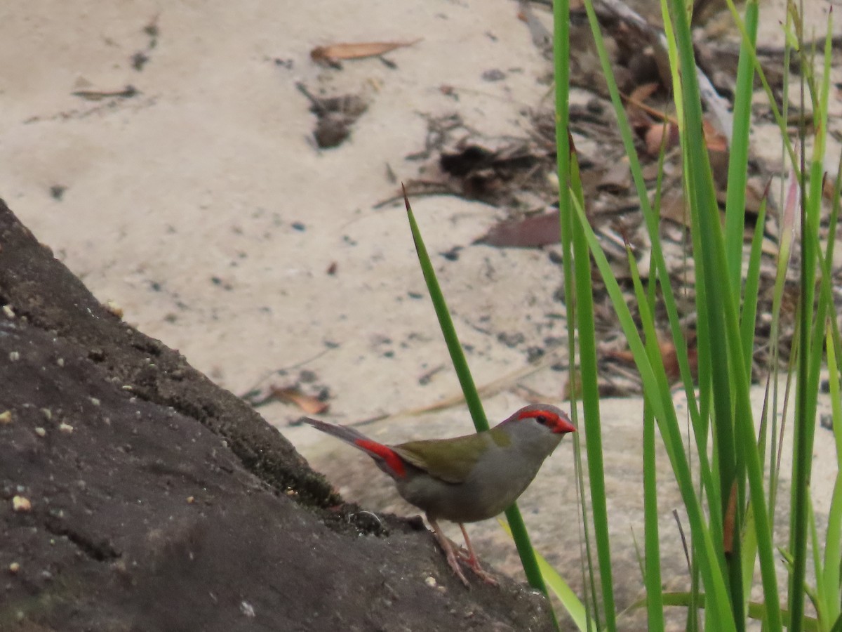 Red-browed Firetail - ML646676039