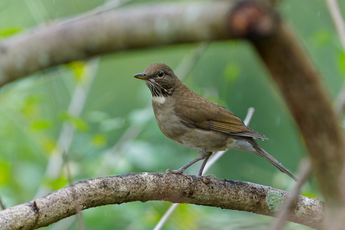 White-throated Thrush - ML646676049
