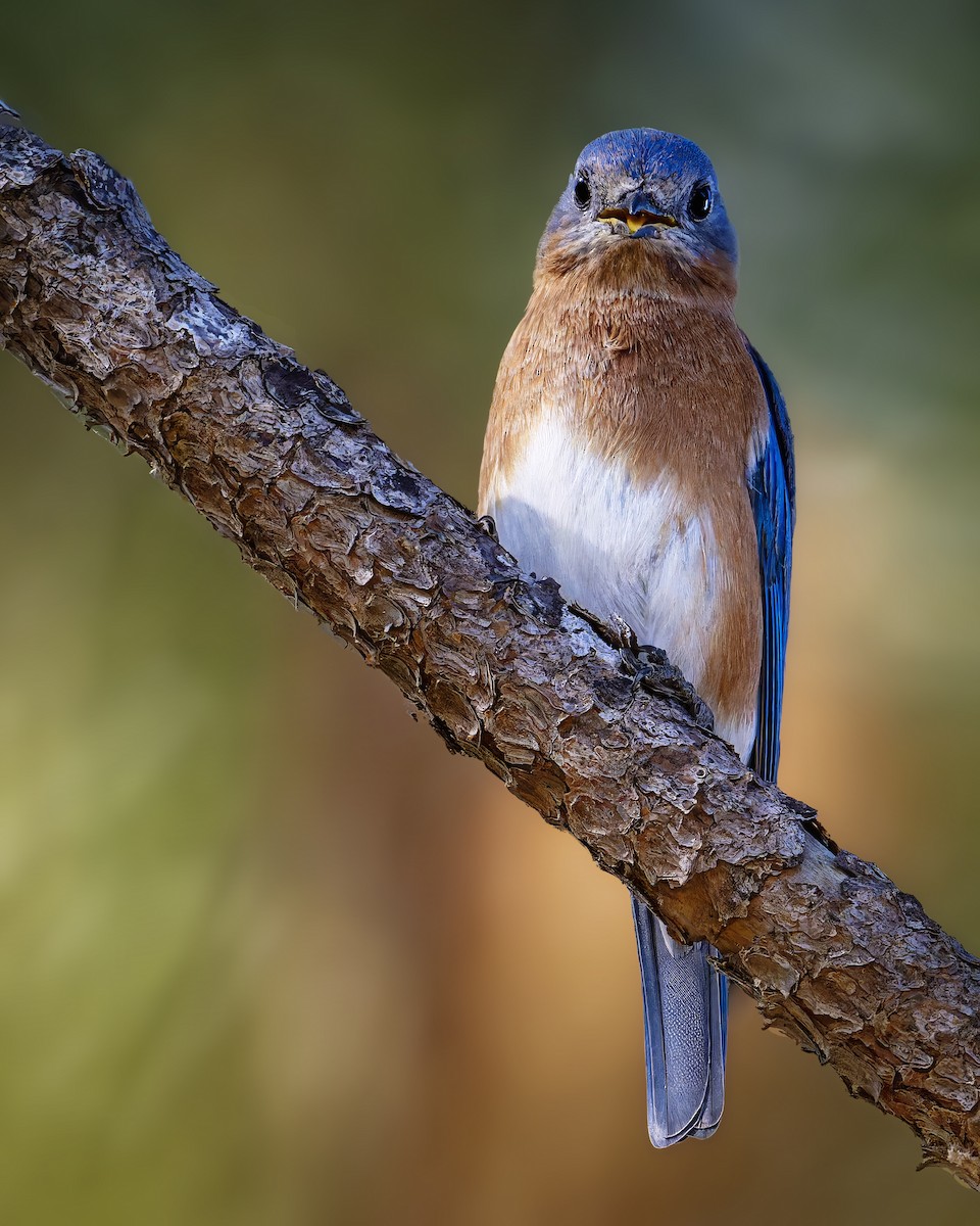 Блакитник східний - ML646676050