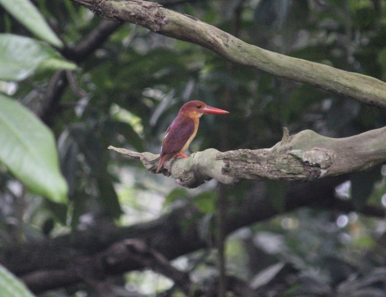 Ruddy Kingfisher - ML646676051