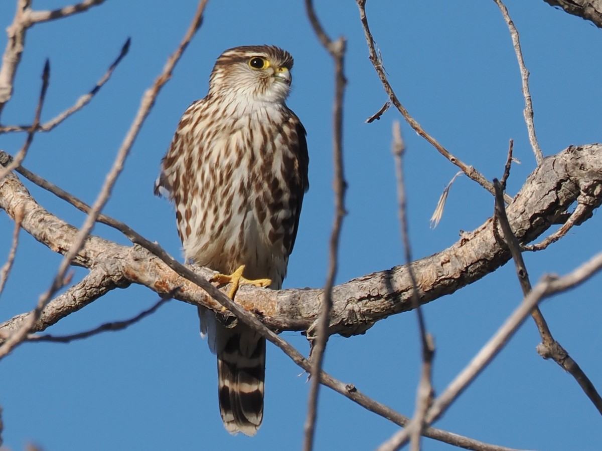 Merlin - ML646676056