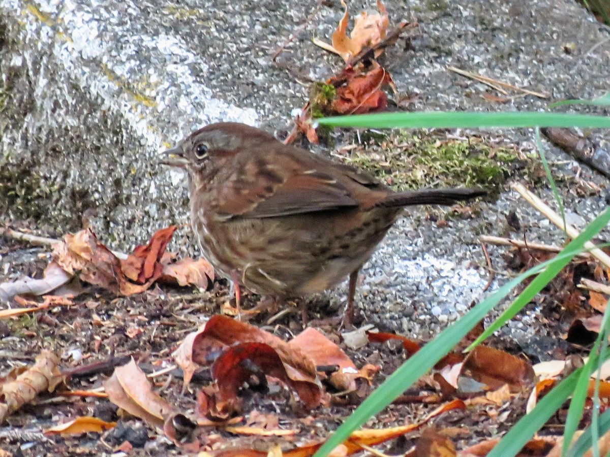 ウタスズメ（rufina グループ） - ML646676061