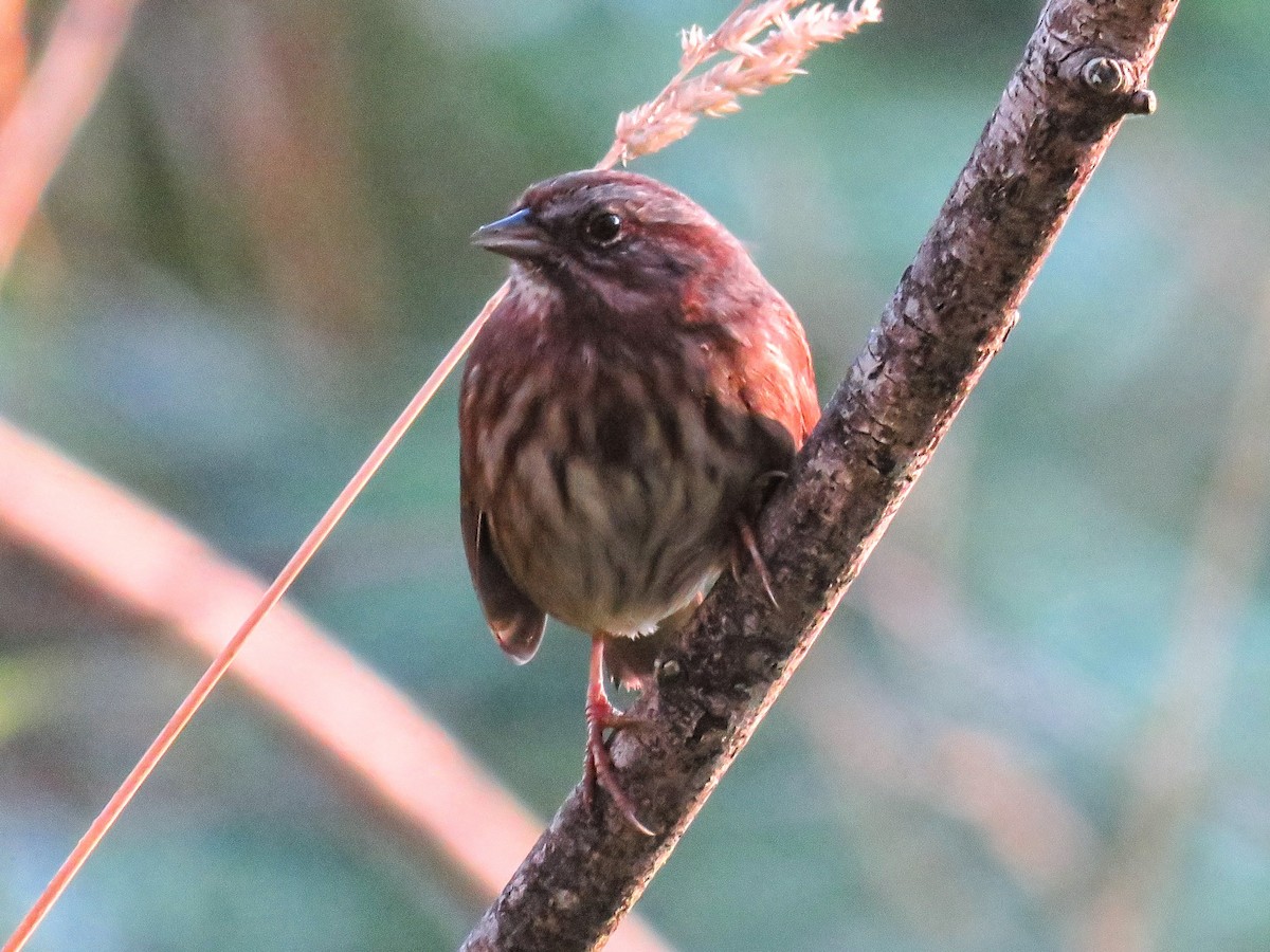 ウタスズメ（rufina グループ） - ML646676062