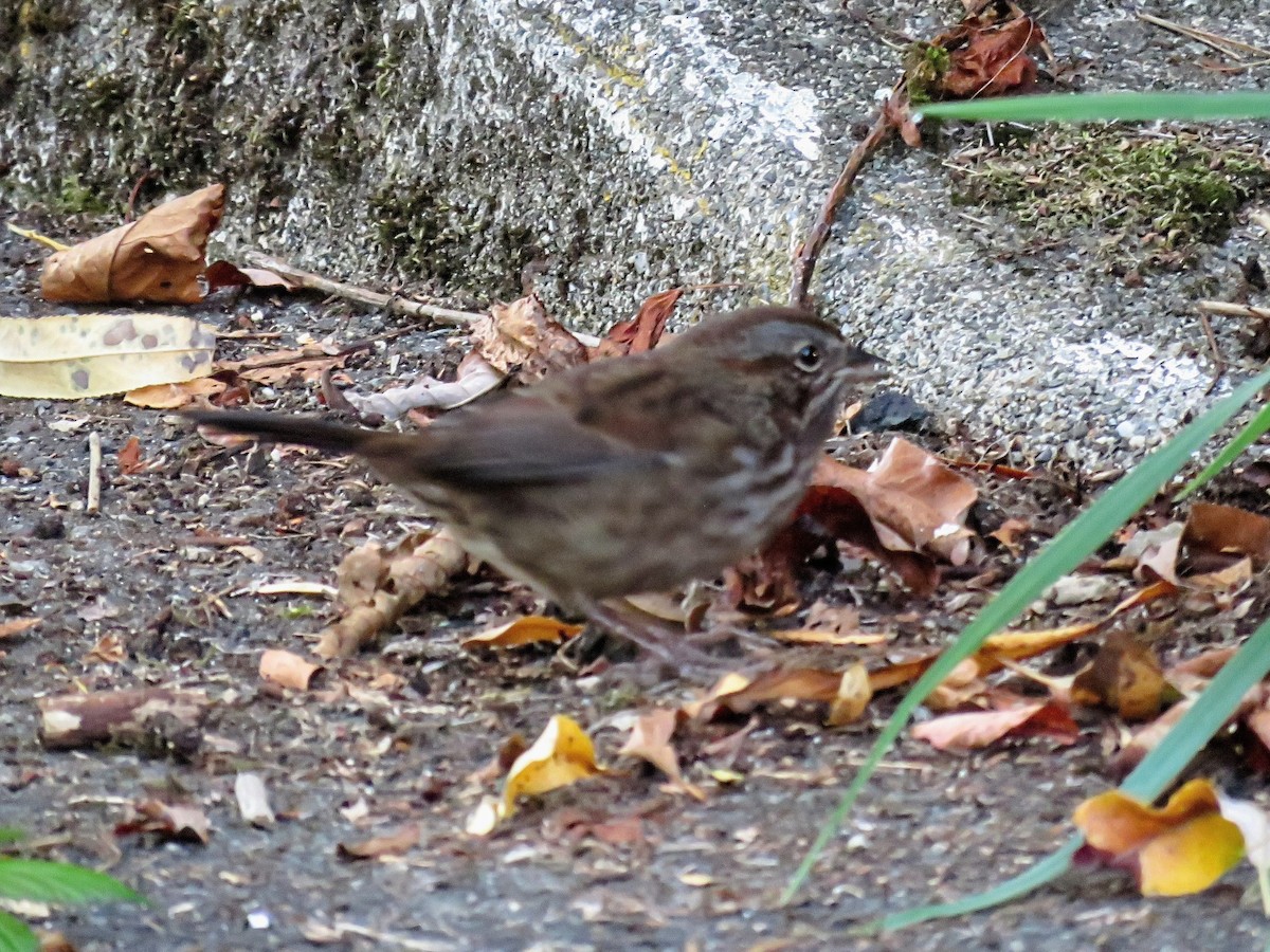 ウタスズメ（rufina グループ） - ML646676063