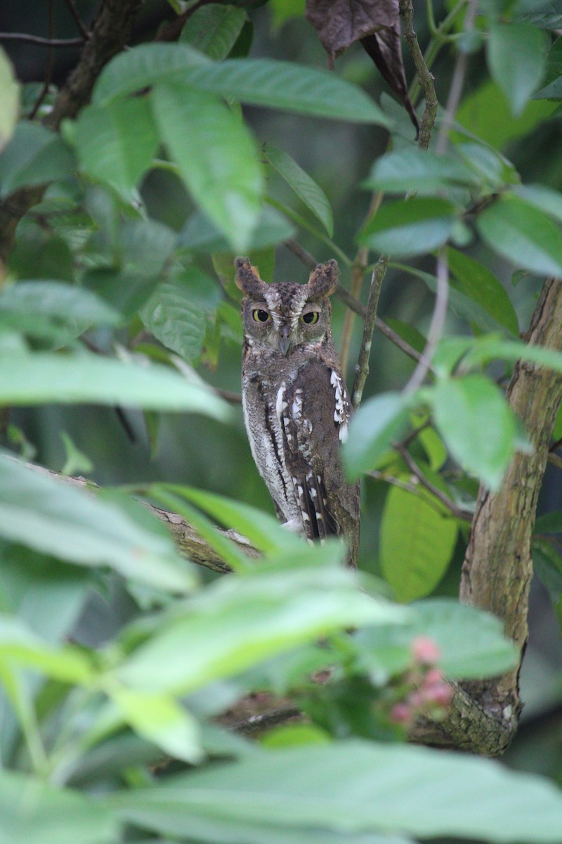 Oriental Scops-Owl - ML646676065