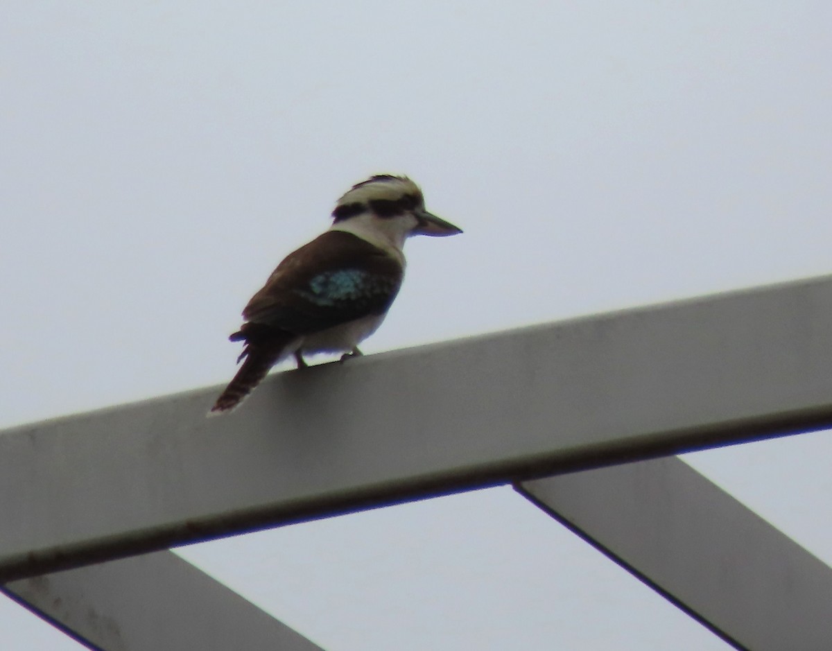 ワライカワセミ - ML646676066