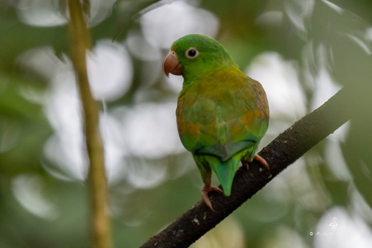 ミドリインコ - ML646676068