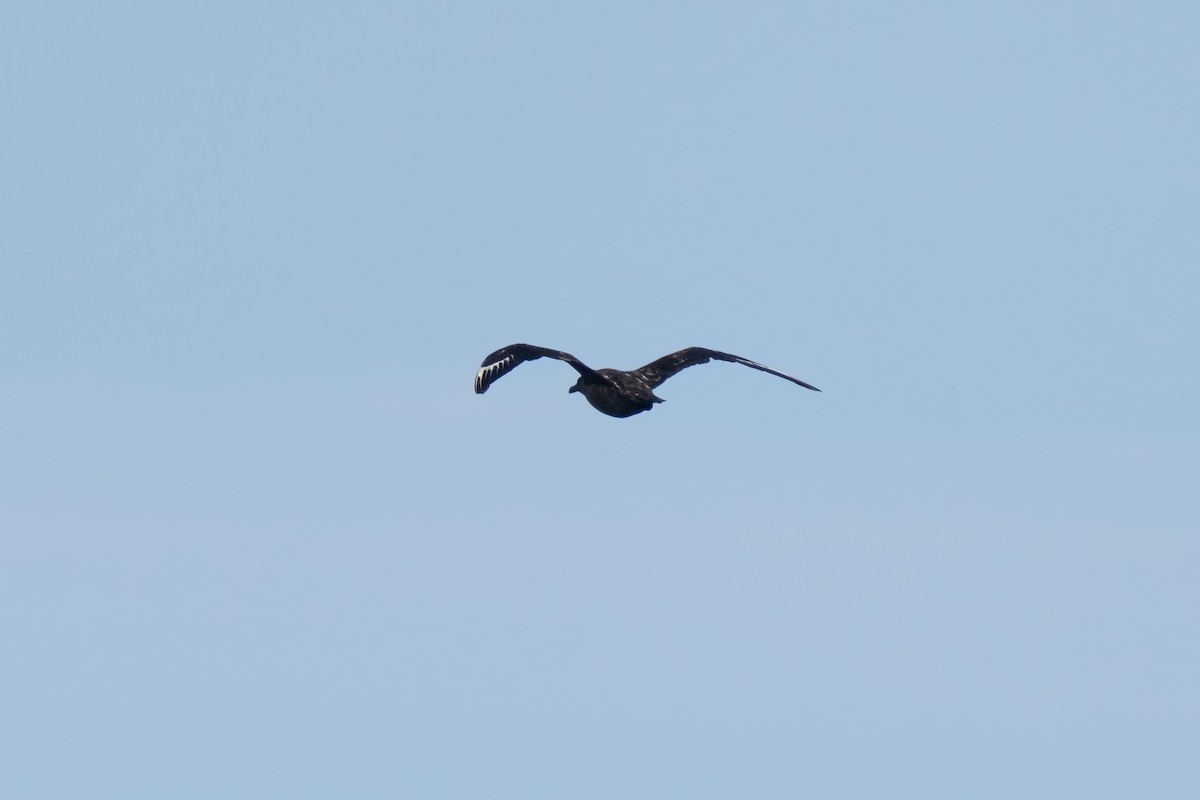 キタオオトウゾクカモメ - ML646676069