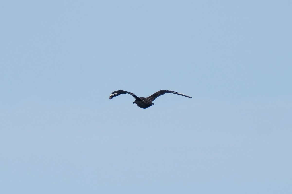 キタオオトウゾクカモメ - ML646676070