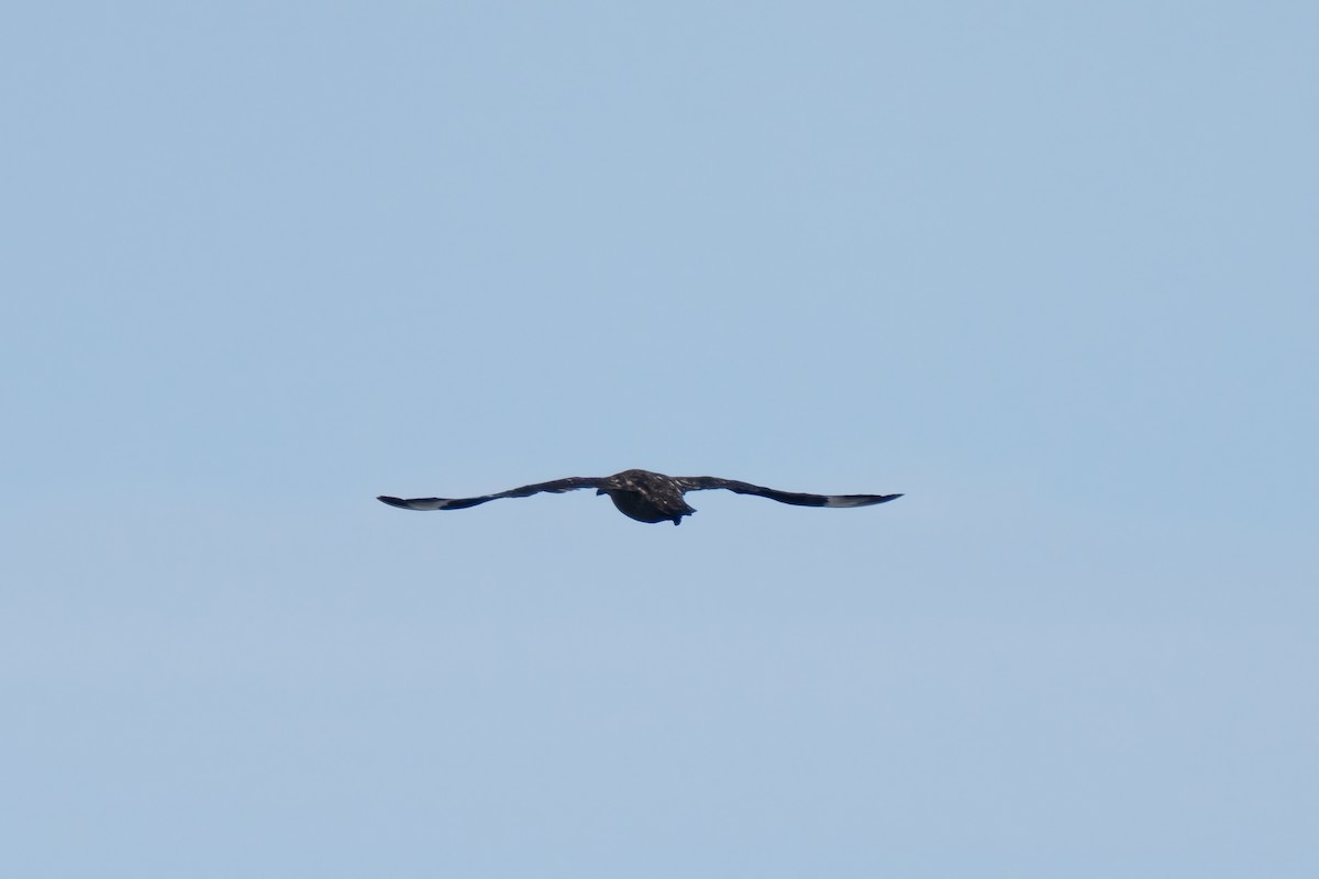 キタオオトウゾクカモメ - ML646676072