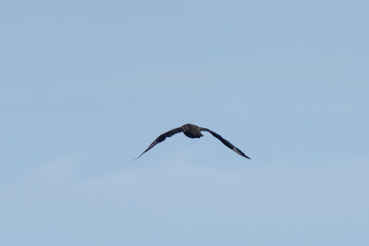 キタオオトウゾクカモメ - ML646676076