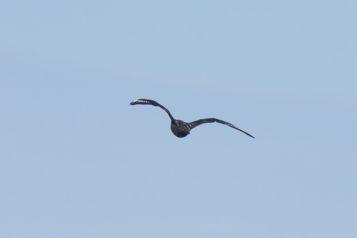 キタオオトウゾクカモメ - ML646676077