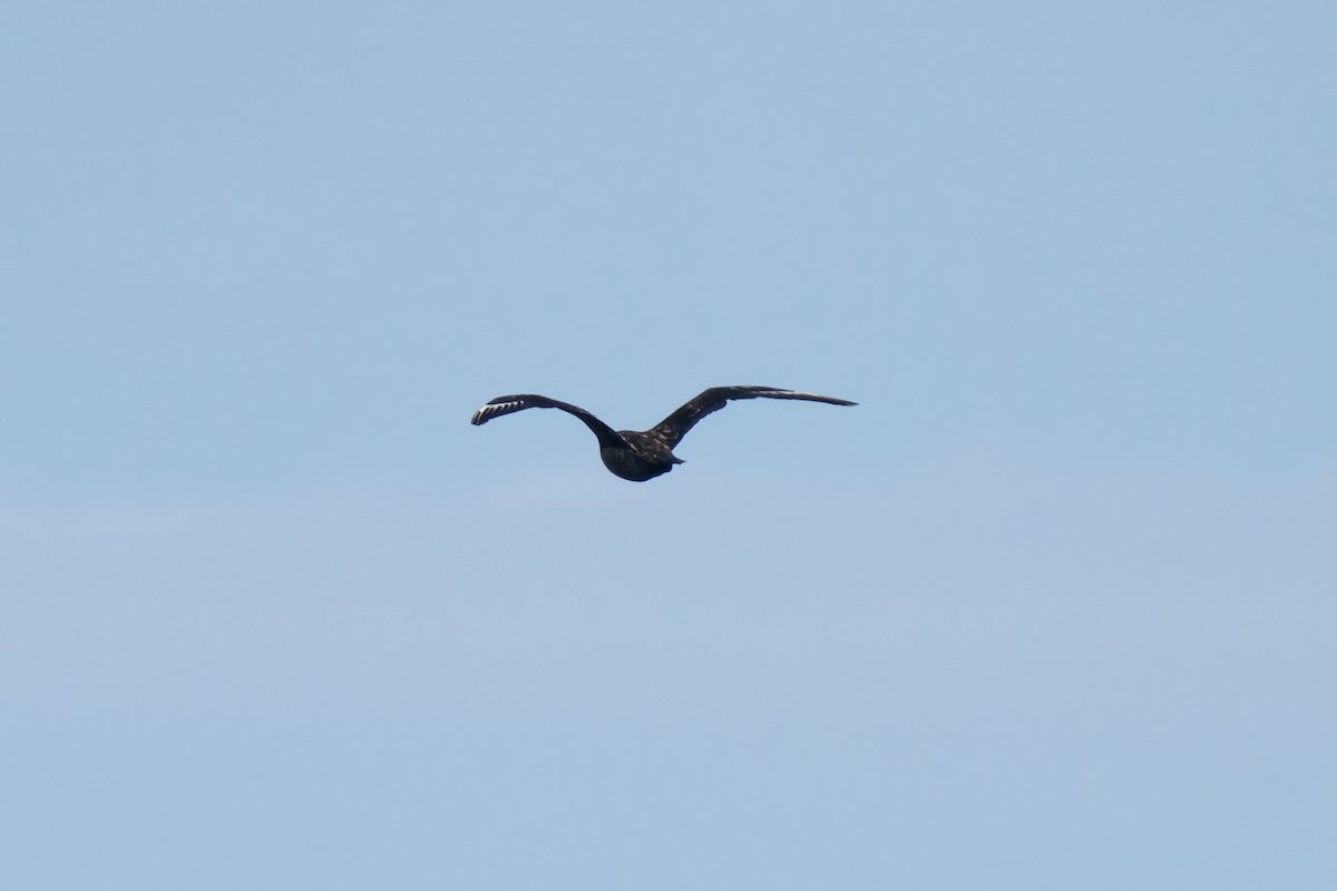 キタオオトウゾクカモメ - ML646676078