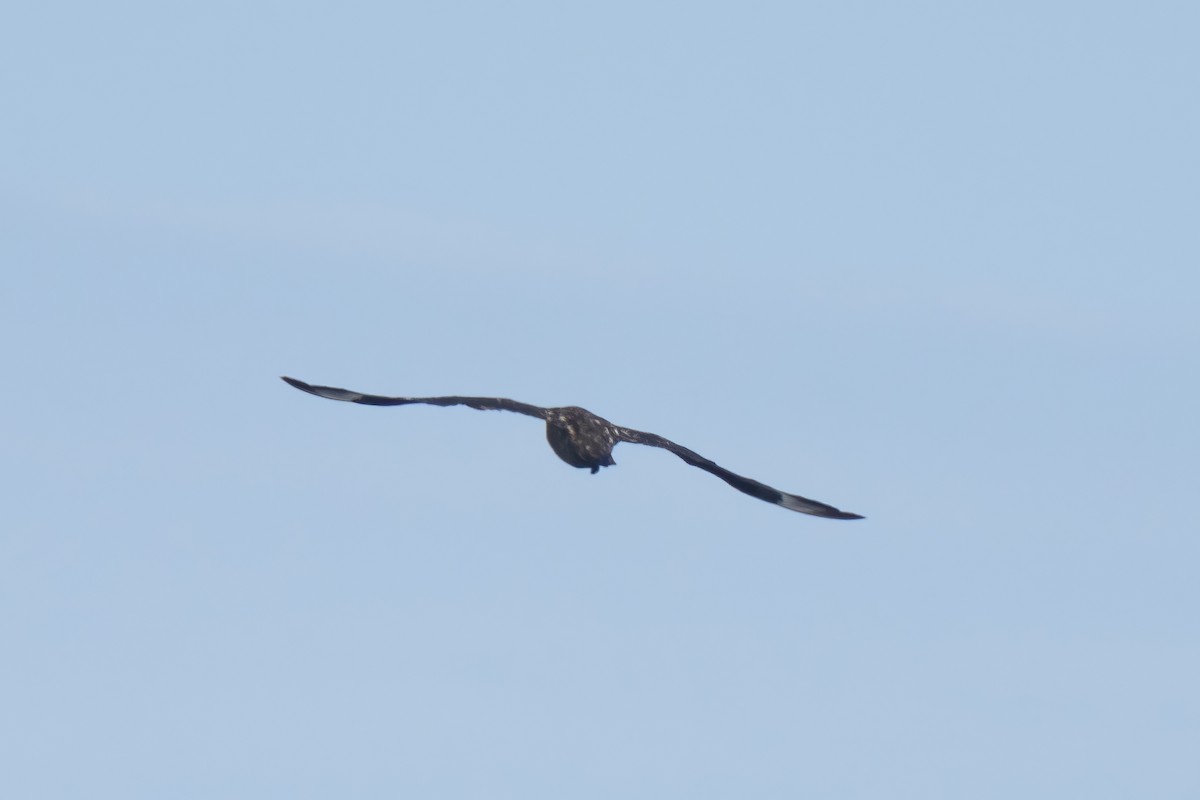 キタオオトウゾクカモメ - ML646676080