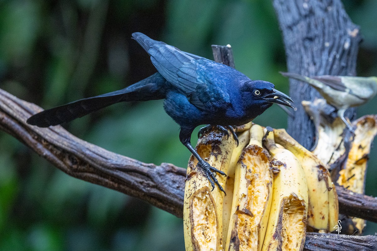 オナガクロムクドリモドキ - ML646676082