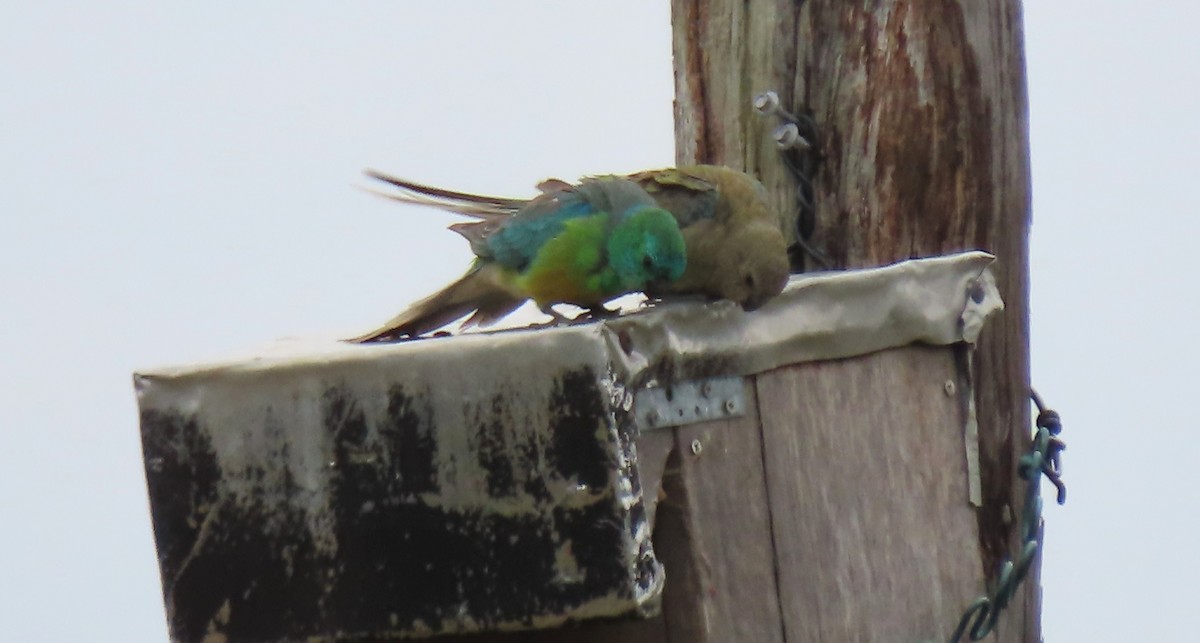 ビセイインコ - ML646676083